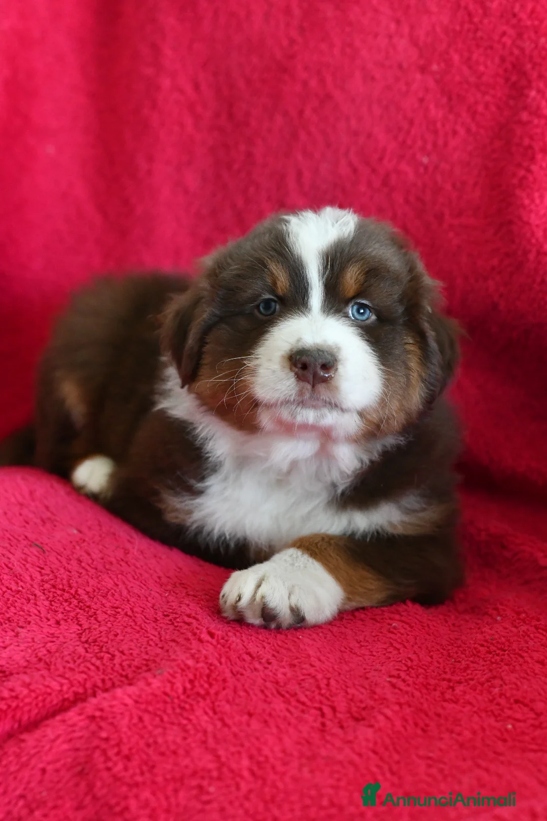 Australian Shepherd cani in vendita: Cuccioli di Pastore Australiano  - Annuncio 1