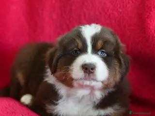 Australian Shepherd cani Cuccioli di Pastore Australiano - Annuncio 18