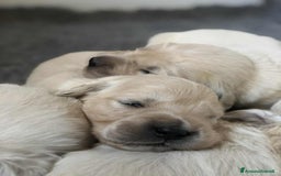 Golden Retriever cani in vendita: Cuccioli di golden retriever - Immagine 7