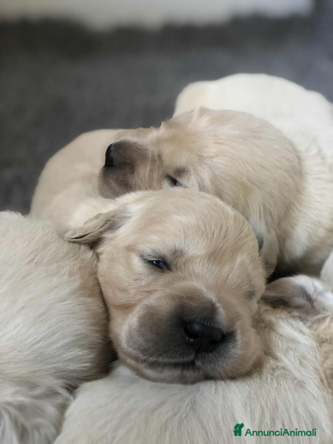 Golden Retriever cani in vendita: Cuccioli di golden retriever - Immagine 7