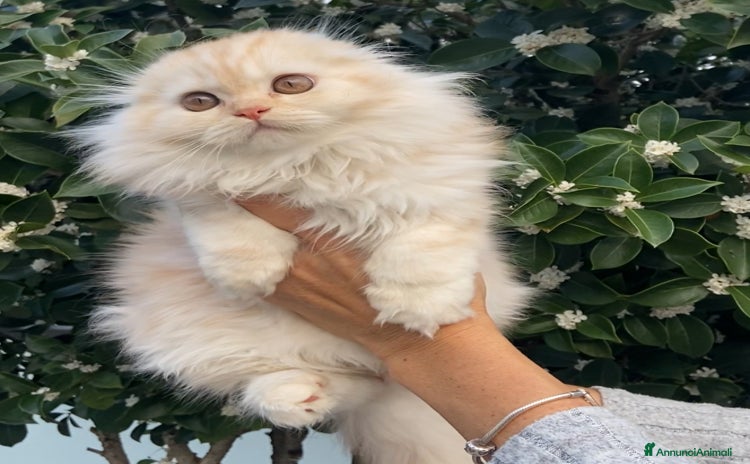 Scottish gatti a Città metropolitana di Milano - Annuncio 14