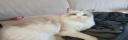 Ragdoll gatti in vendita: Ragdoll cuccioli con pedigree  - Annuncio 1