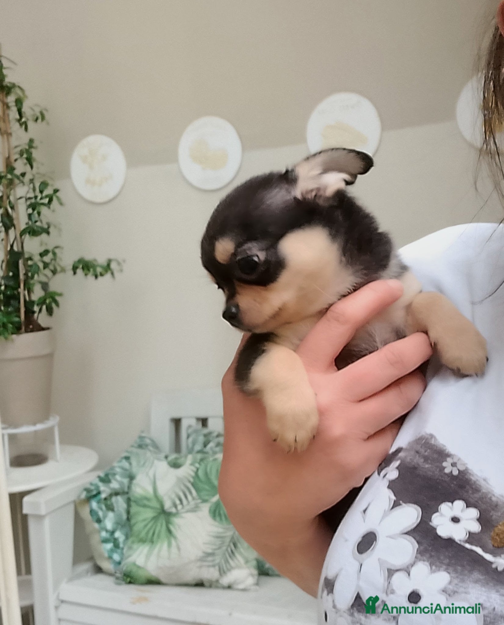 Chihuahua cani Chihuahua pedigree ENCI  - Annuncio 11