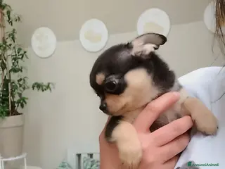 Chihuahua cani Chihuahua pedigree ENCI - Annuncio 11