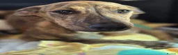 Meticcio cani in regalo: Giada e Gioia 6/7mesiNESSUNA RICHIESTA.SICILIA SOS - Annuncio 6