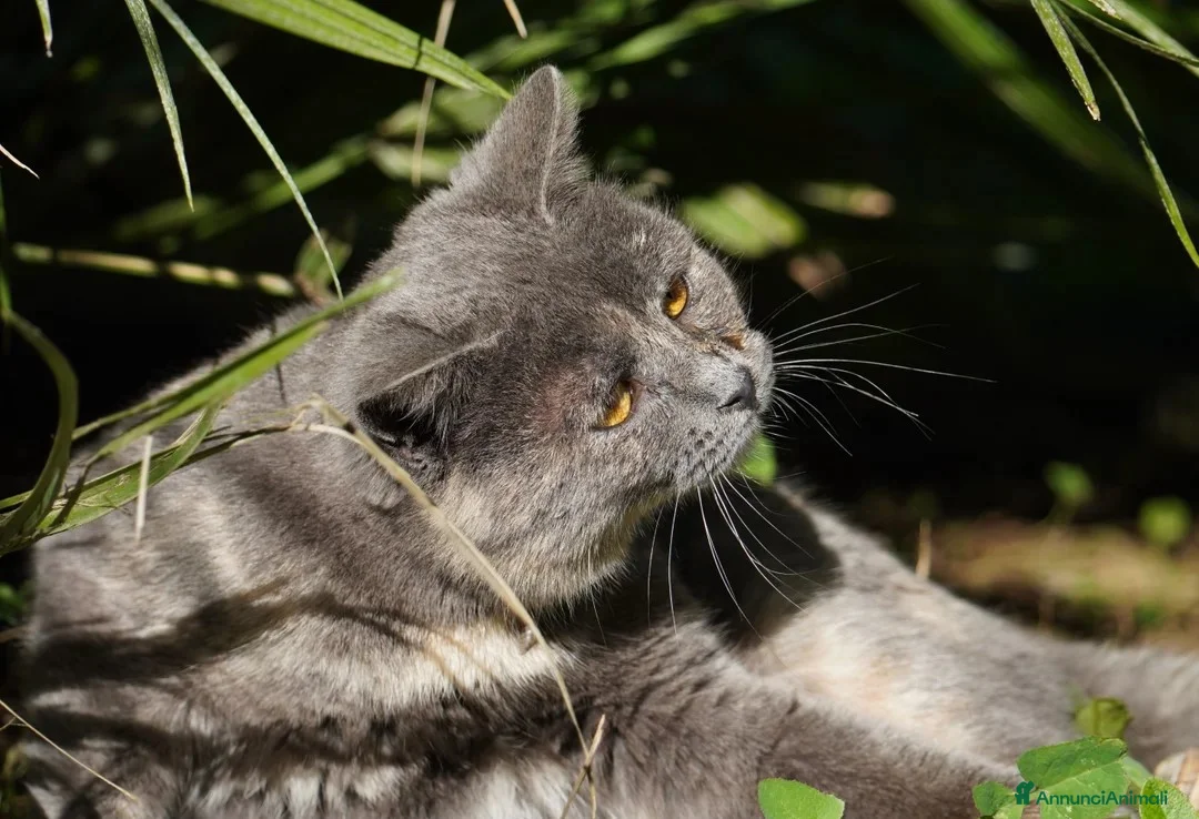 Meticcio gatti in regalo: Scheggia, gattina meravigliosa - Annuncio 6