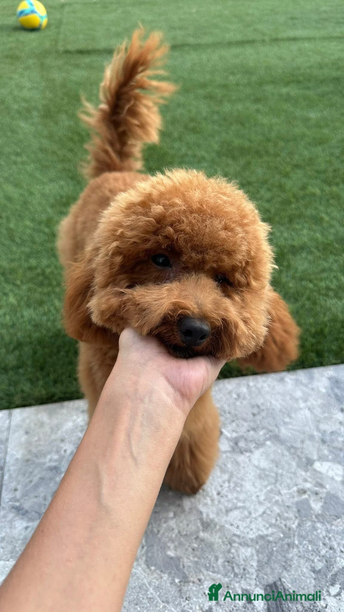 Barboncino cani DOLCE ETTORE CERCA FIDANZATA  - Annuncio 5