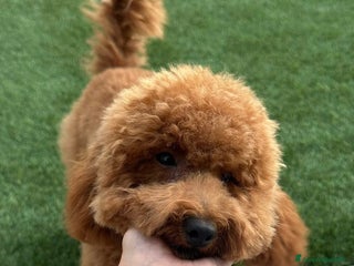 Barboncino cani DOLCE ETTORE CERCA FIDANZATA - Annuncio 17