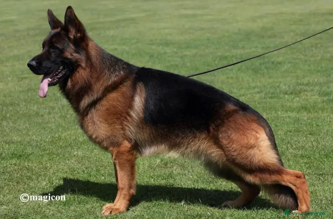 Pastore Tedesco cani in vendita: Cuccioli di pastore tedesco allevamento ENCI a Provincia di Cosenza - Annuncio 6