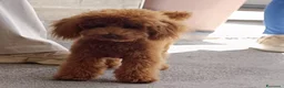 Barboncino Toy cani in vendita: Barboncino  - Annuncio 6