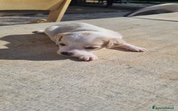 Meticcio cani in vendita: Chiuawa/pincher  a Città metropolitana di Roma Capitale - Immagine 8