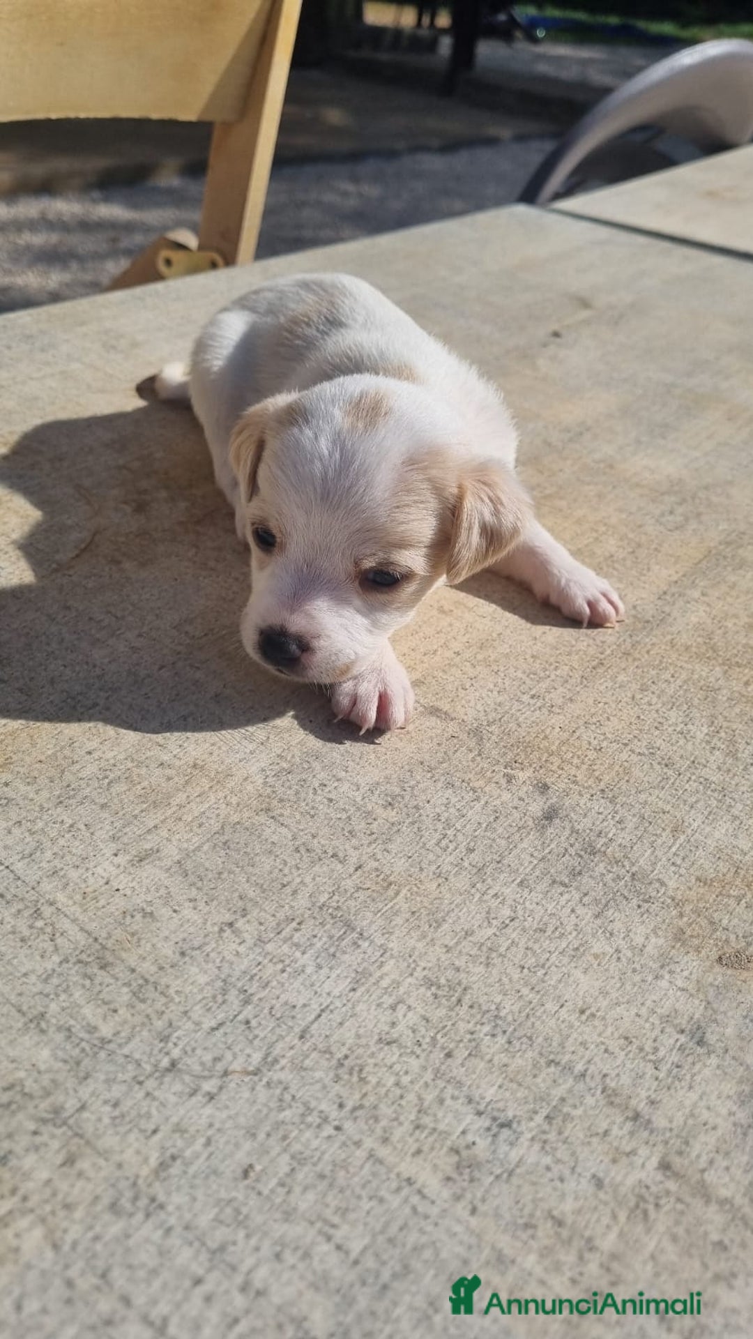 Meticcio cani in vendita: Chiuawa/pincher  a Città metropolitana di Roma Capitale - Immagine 8