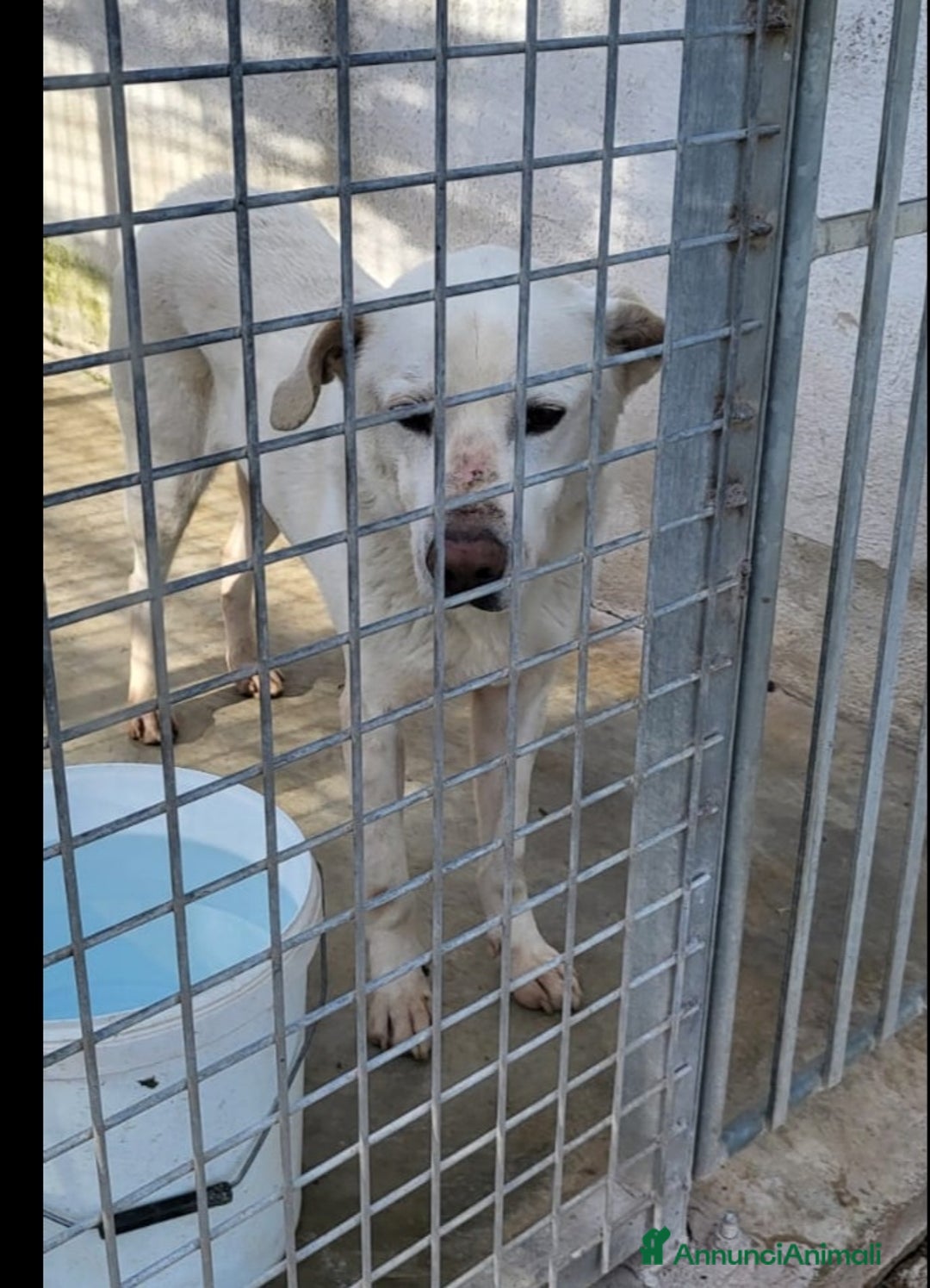 Meticcio cani in regalo: Rino 7anni CON LA MUSERUOLA H24!! ASSURDO!CASERTA  a Città metropolitana di Milano - Annuncio 1