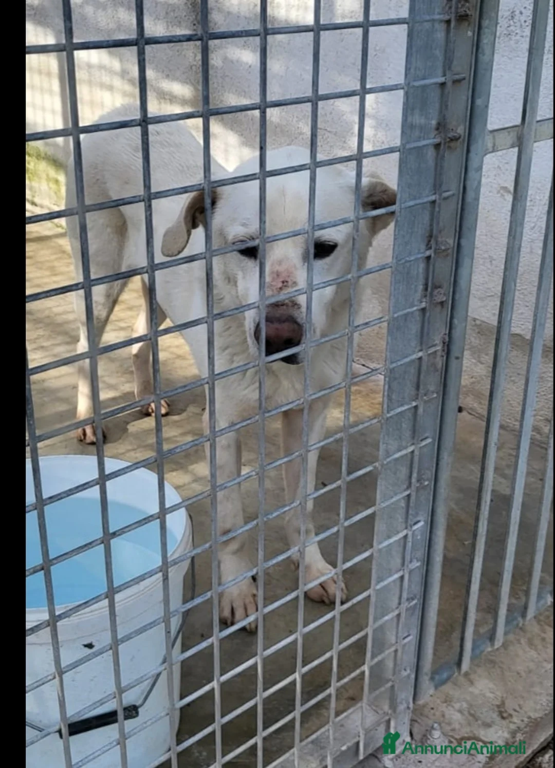 Meticcio cani in regalo: Rino 7anni CON LA MUSERUOLA H24!! ASSURDO!CASERTA  a Città metropolitana di Milano - Annuncio 1