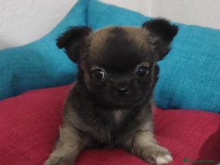 Chihuahua cani Cuccioli di chihuahua a pelo lungo - Annuncio 4