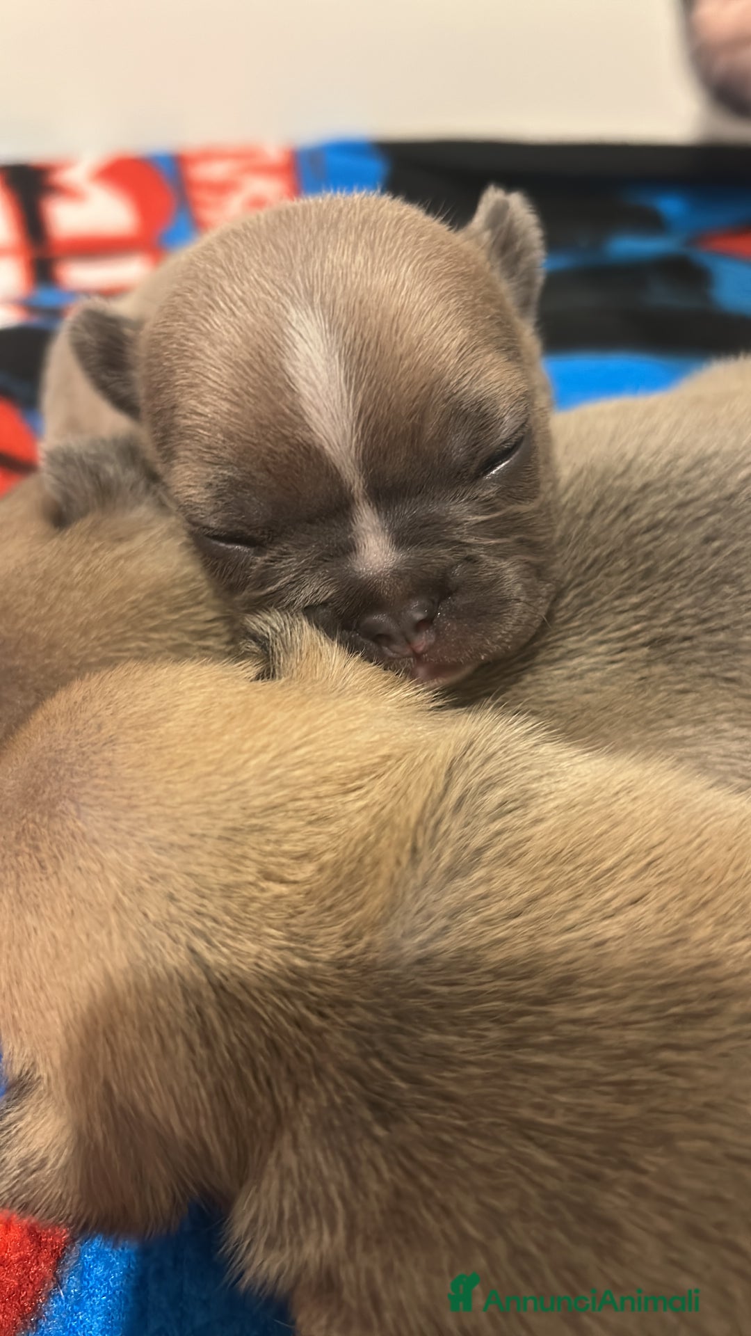 Bulldog Francese cani in vendita: Tre cuccioli bulldog maschi - Annuncio 9