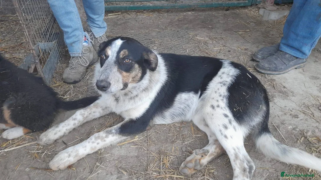 Meticcio cani in regalo: Dolce Kiki aspetta una FAMIGLIA vera!!!! a Città Metropolitana di Torino - Annuncio 2