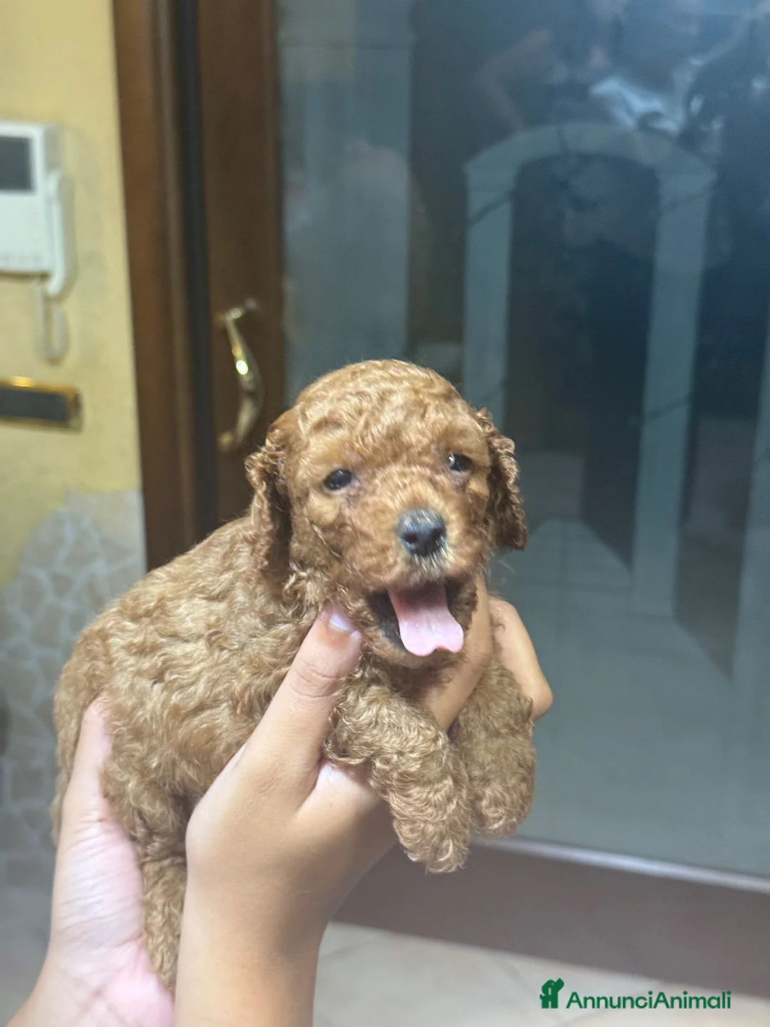 Barboncino Toy cani in vendita: barboncini toy red/albicocca a Provincia di Salerno - Annuncio 1