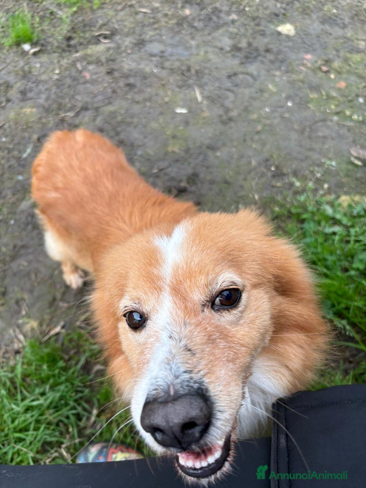 Meticcio cani RICKY. 💙 - simil volpino taglia piccola - Annuncio 2