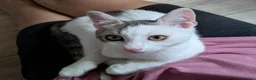 Meticcio gatti in regalo: Quattro gattini stupendi cercano casa - Annuncio 11