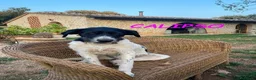 Meticcio cani in regalo: TETI e CALIPSO sorelline in cerca di casa a Città Metropolitana di Firenze - Annuncio 3