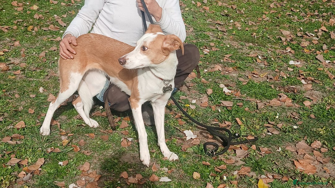 Meticcio cani in regalo: MILA TG MEDIO PICCOLA STA CERCANDO LA SUA FAMIGLIA - Annuncio 4
