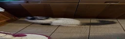 Ragdoll gatti in regalo: Ragdoll - Annuncio 11