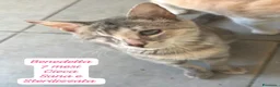 Altre razze gatti in regalo: Gattini desiderosi di trovare famiglia  a Provincia di Prato - Annuncio 7