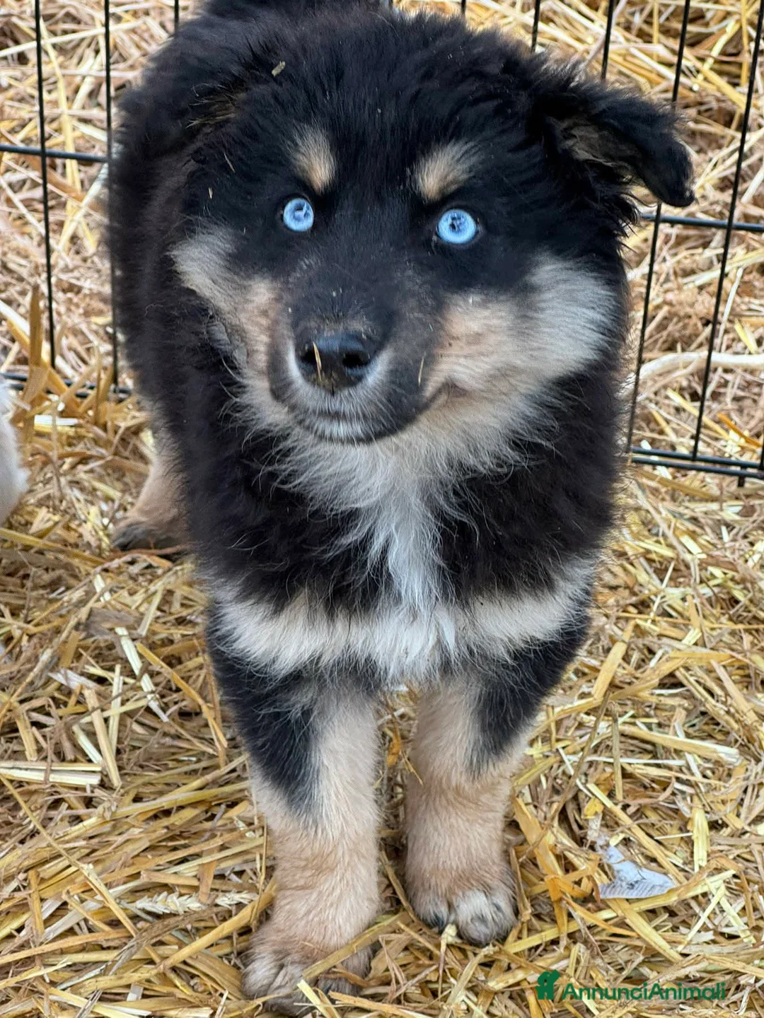 Meticcio cani in regalo: YUKON e ALASKA, magnifici cuccioli occhi BLU! - Annuncio 8