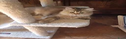 British gatti in vendita: La dolce Nala - Annuncio 4