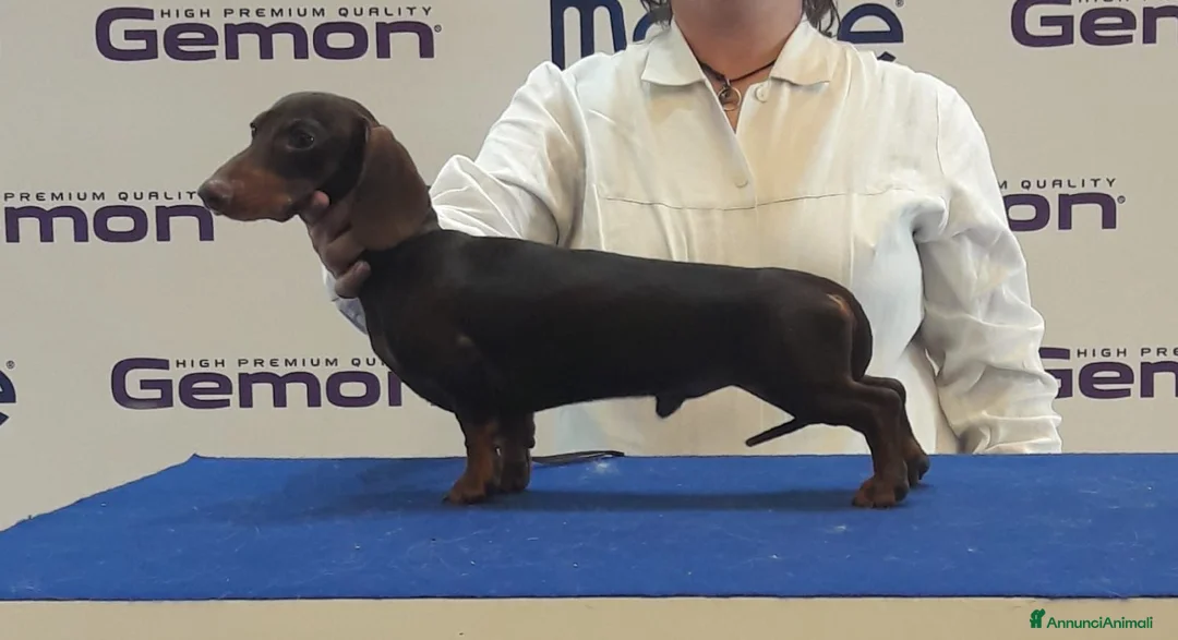 Bassotto cani in vendita: Cuccioli bassotti kaninkeen  - Annuncio 4
