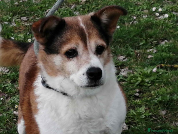 Meticcio cani - Annuncio 17