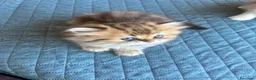 Persiano gatti in vendita: Gattini persiani chinchilla maschi  - Annuncio 19