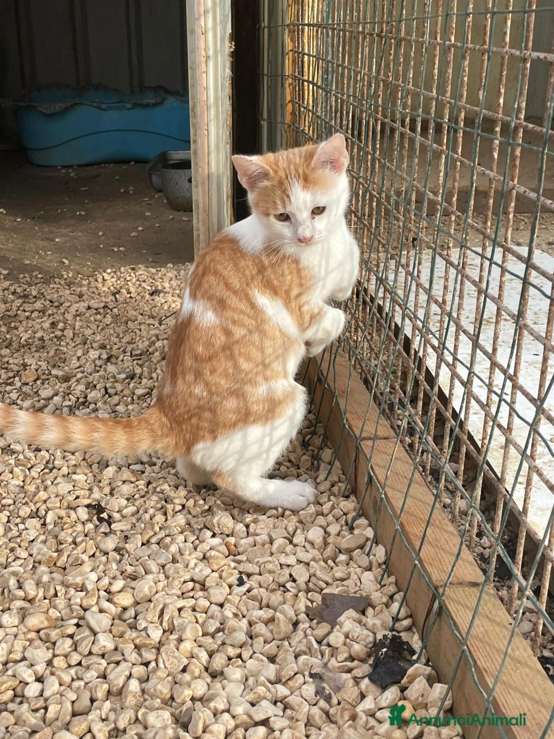 Burmese gatti in regalo: ADOTTA KANGA - Annuncio 9