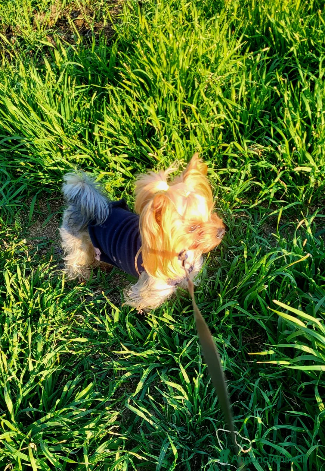 Yorkshire cani per accoppiamento: Yorkshire con pedigree disponibile per monta. - Annuncio 1