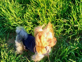 Yorkshire cani Yorkshire con pedigree disponibile per monta. - Annuncio 11