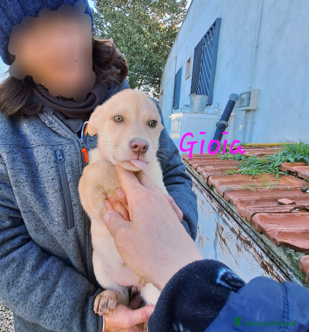 Meticcio cani in regalo: Gioia in adozione - Annuncio 4