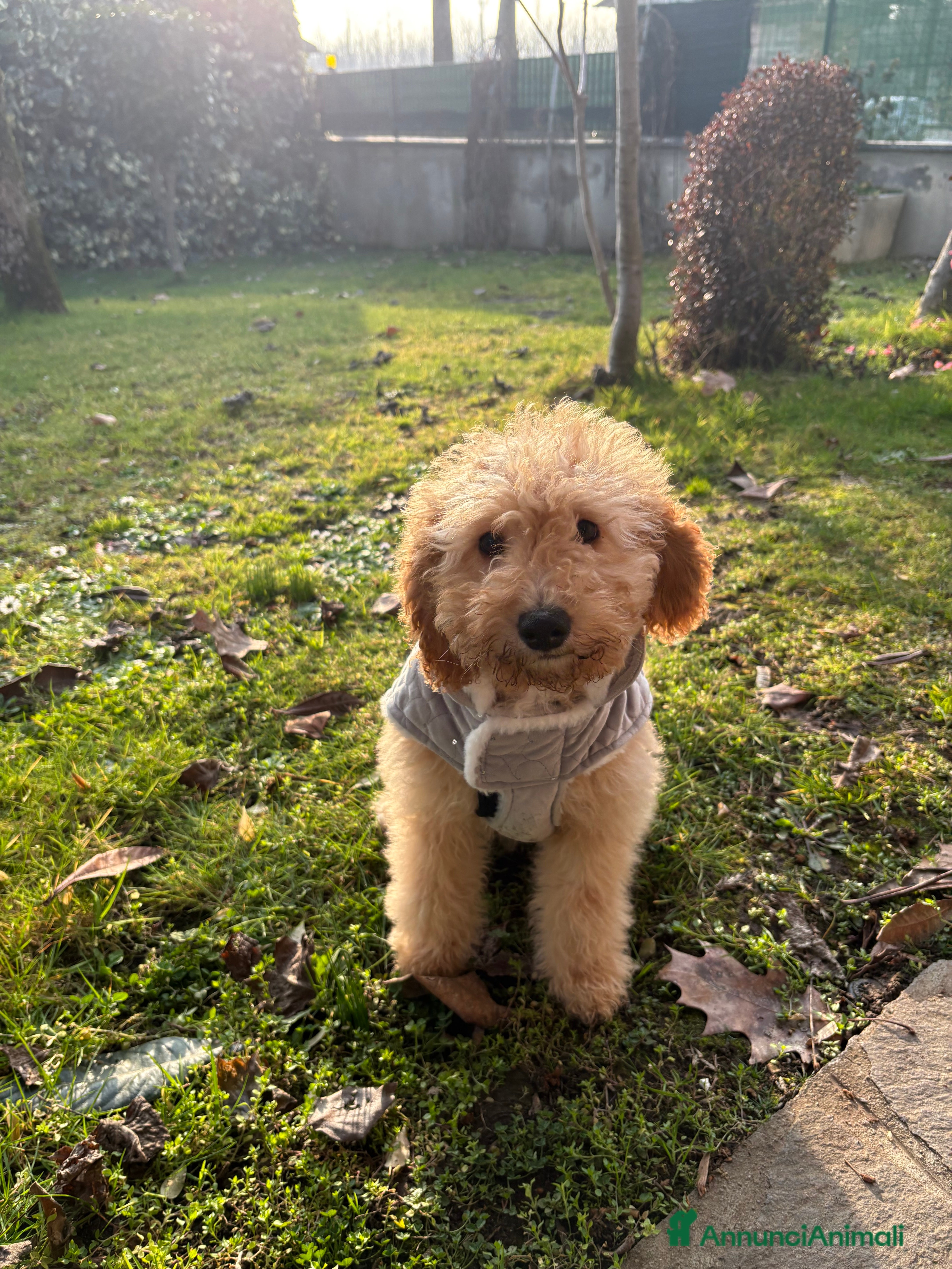 Barboncino cani Cucciola di barboncino in vendita - Annuncio 25