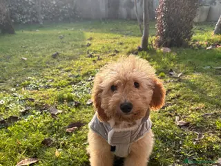 Barboncino cani Cucciola di barboncino in vendita - Annuncio 25