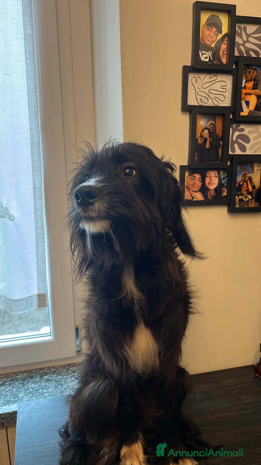 Setter Inglese cani in regalo: Drako - Annuncio 2