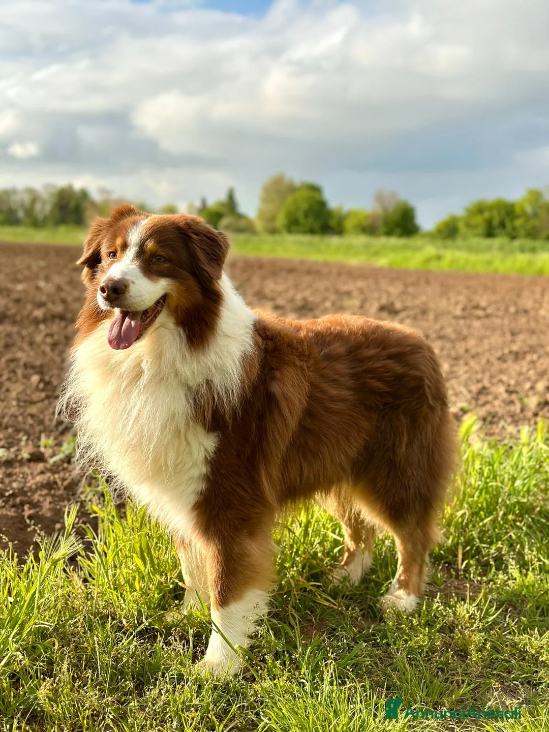 Australian Shepherd cani in vendita: Vendesi cuccioli di pastore australiano - pedigree - Annuncio 4
