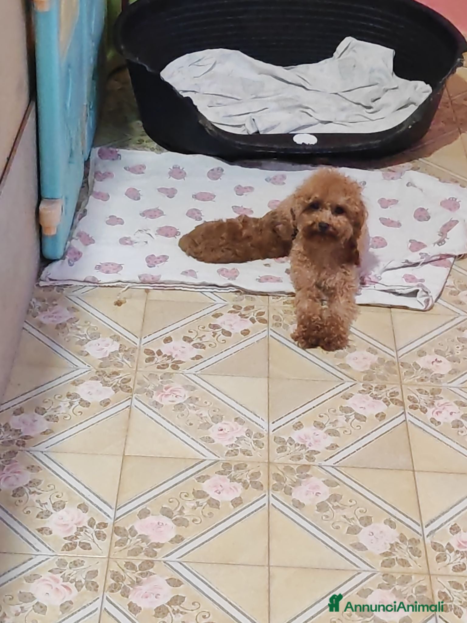 Barboncino Toy cani in vendita: Barboncini mini toy - Annuncio 1