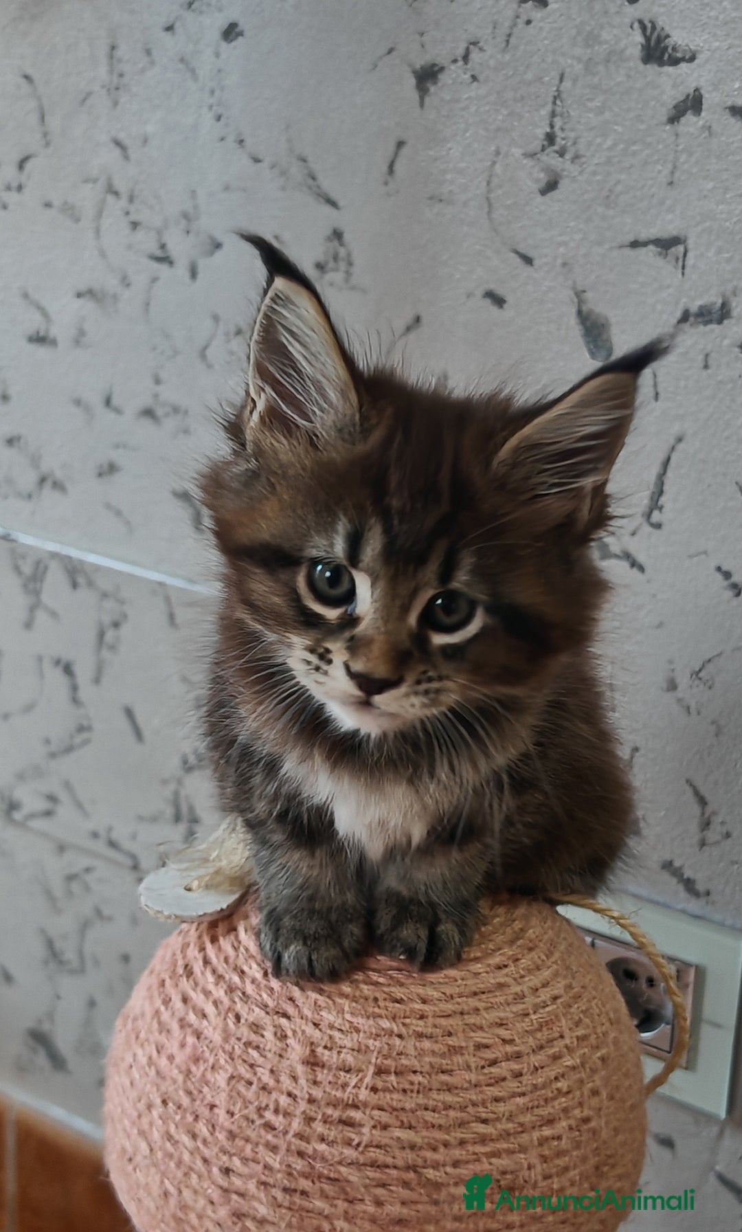Maine Coon gatti in vendita: Cuccioli MAINE COON - Annuncio 2