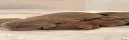 Weimaraner cani in vendita: Cuccioli Weimaraner  - Annuncio 7