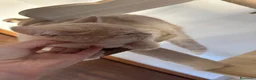 Scottish gatti in vendita: Splendidi cuccioli coccoloni - Annuncio 4