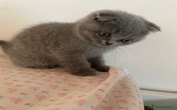 Scottish gatti in vendita: AMICI PELOSI SCOTTISH CERCANO CASA🩷🩷💙💙 a Provincia di Padova - Immagine 4