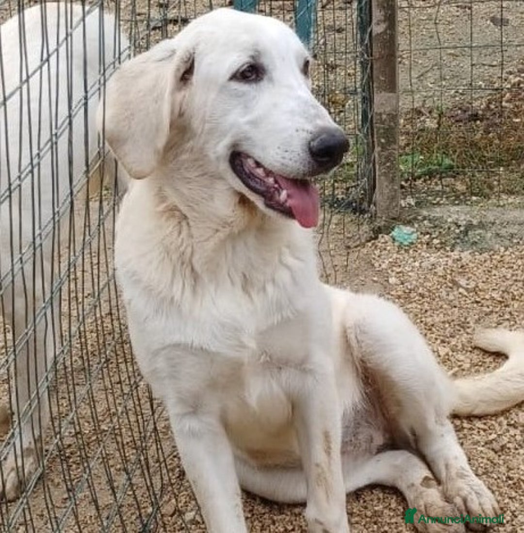 Meticcio cani in regalo: ADOTTA LA BELLA ZULEYA a Città metropolitana di Roma Capitale - Annuncio 2
