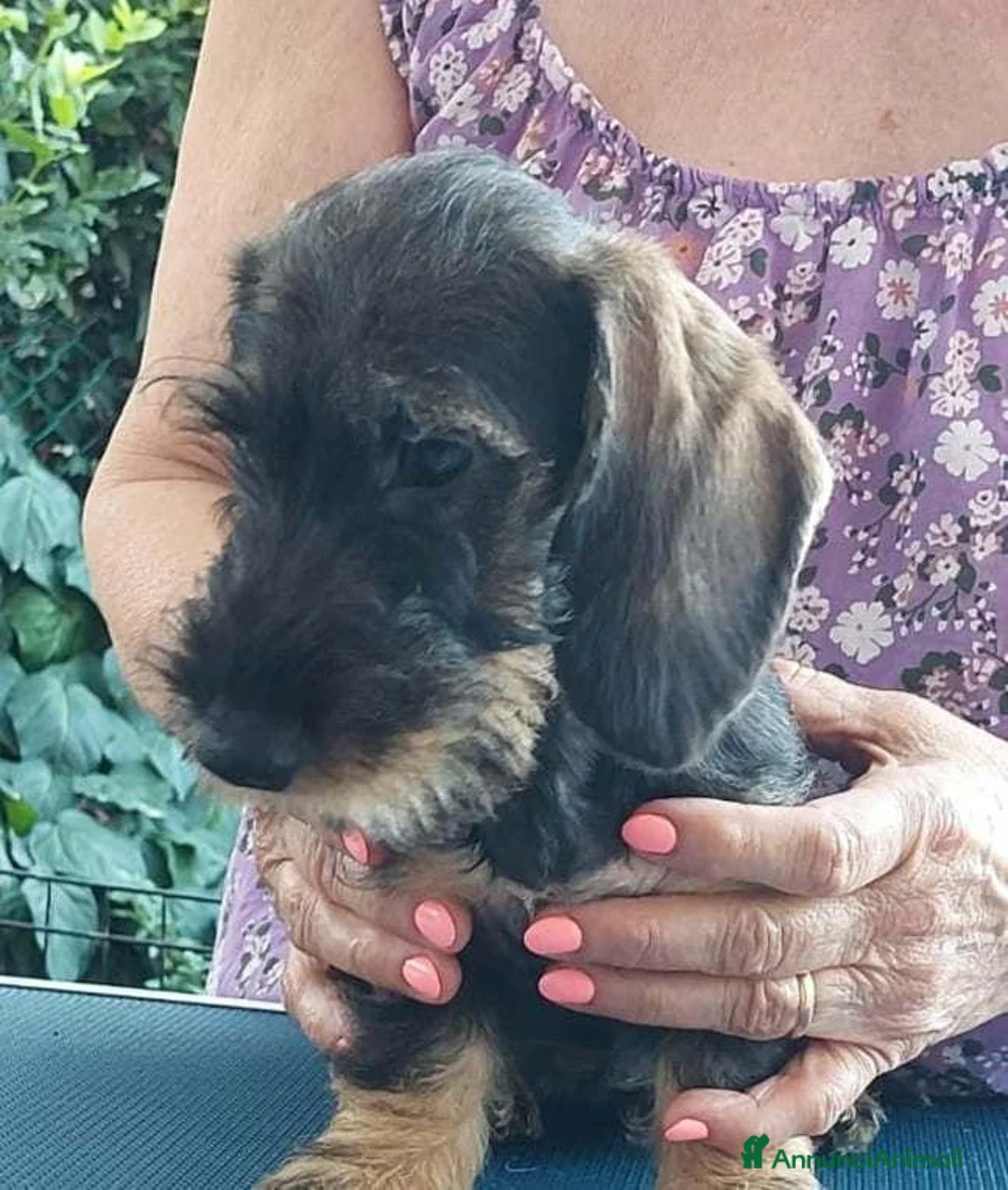 Bassotto cani in vendita: cuccioli bassotto tedesco a pelo duro - Annuncio 2