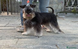 Mini Schnauzer cani in vendita: Cucciolata di schnauzer nani nero/argento a Provincia di Cuneo - Immagine 9