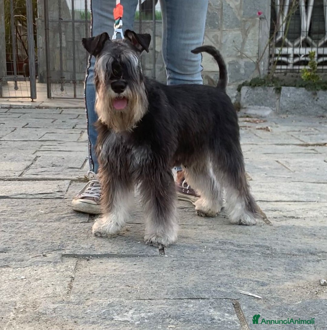 Mini Schnauzer cani in vendita: Cucciolata di schnauzer nani nero/argento a Provincia di Cuneo - Immagine 9